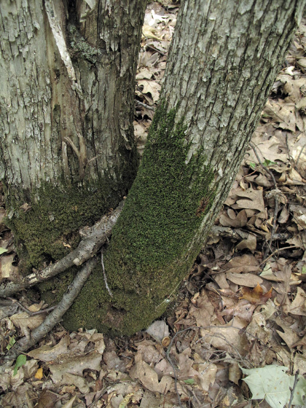Thelia hirtella